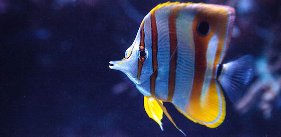 84961152 - copper-banded butterflyfish, chelmon rostratus, picks at the corals on the reef