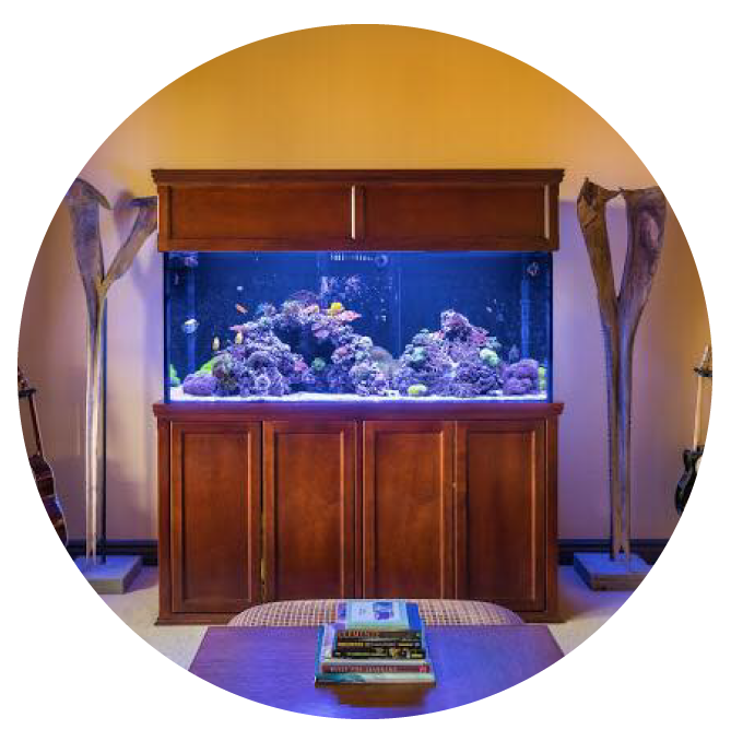 Custom Aquariums